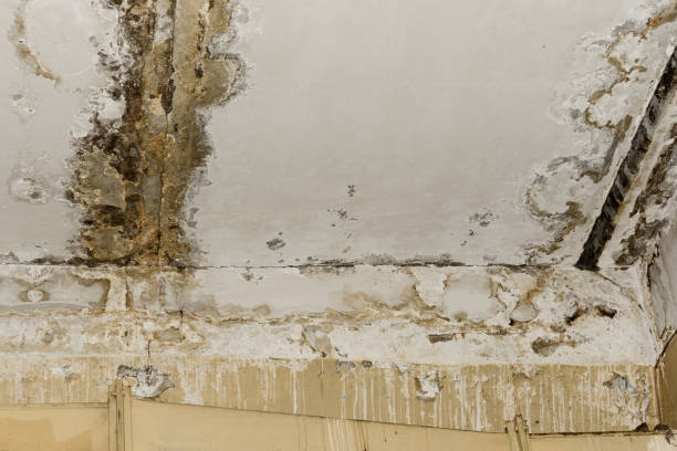 Best Real Estate Mold Inspection  in Woodmont, CT