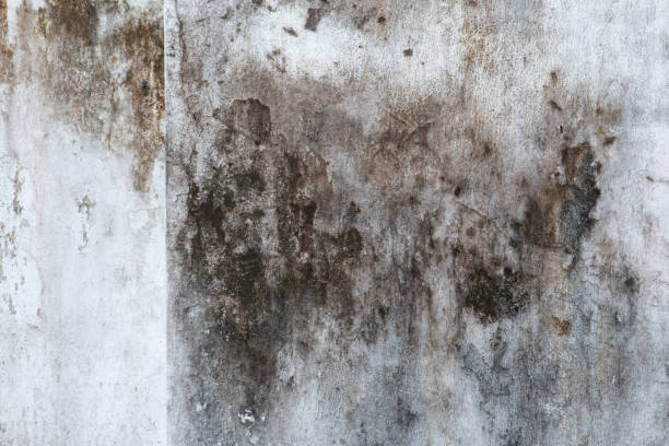 Best Dehumidification Services  in Woodmont, CT