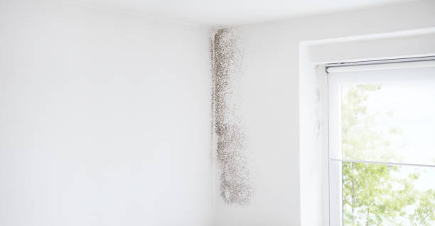 Best Water Damage & Mold Remediation  in Woodmont, CT