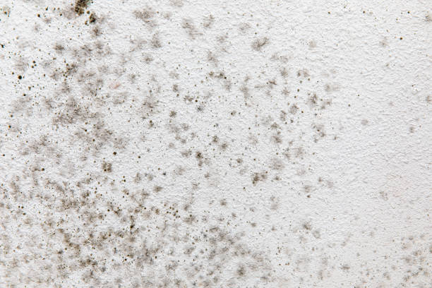 Woodmont, CT Mold Removal Company