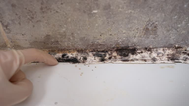 Best Emergency Mold Remediation  in Woodmont, CT